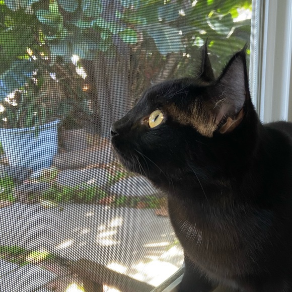 Meet your Posher, Jacqueline - Picture 4 of 6